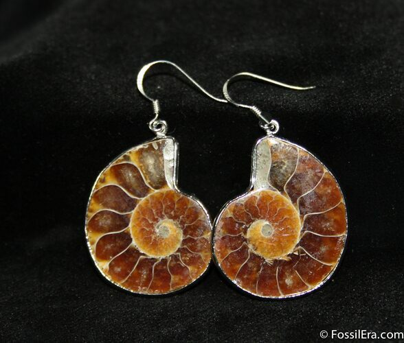 Ammonite Earrings #642